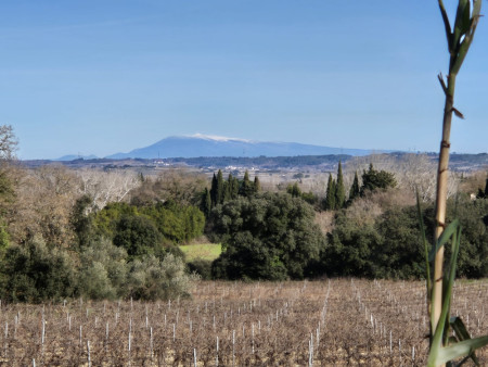 Au loin , le Mont Ventoux